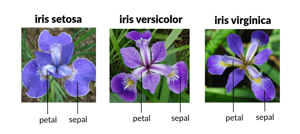iris-species.png
