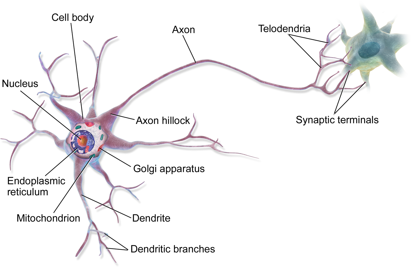 neurons.png